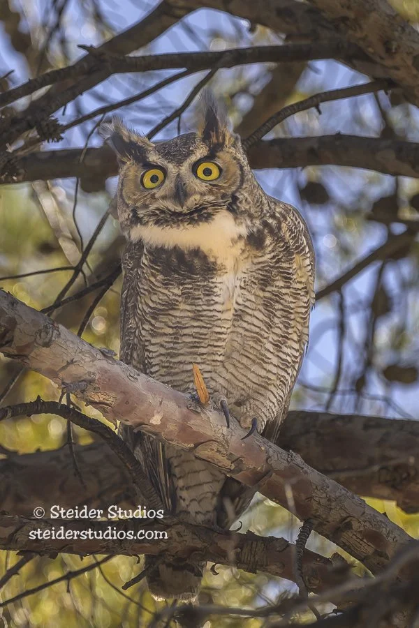 Steider Studios.GHO.5.5.23.jpg