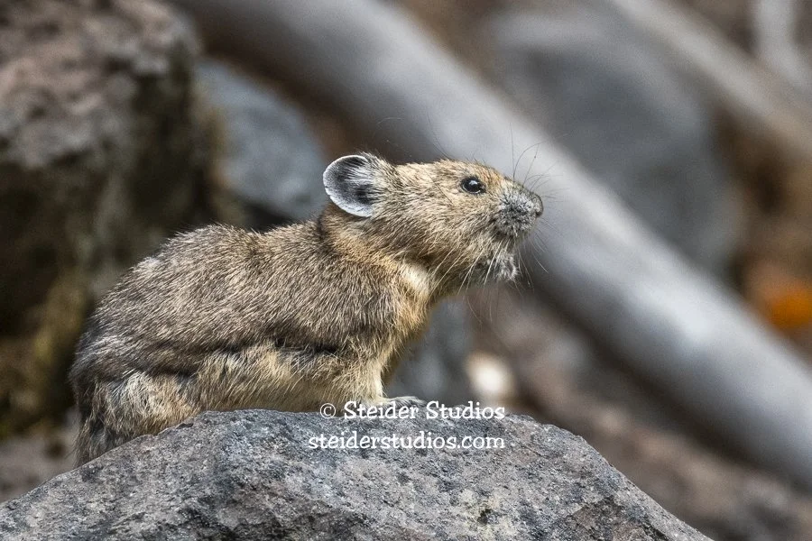 Steider Studios.American Pika.10.1.18-3.jpg