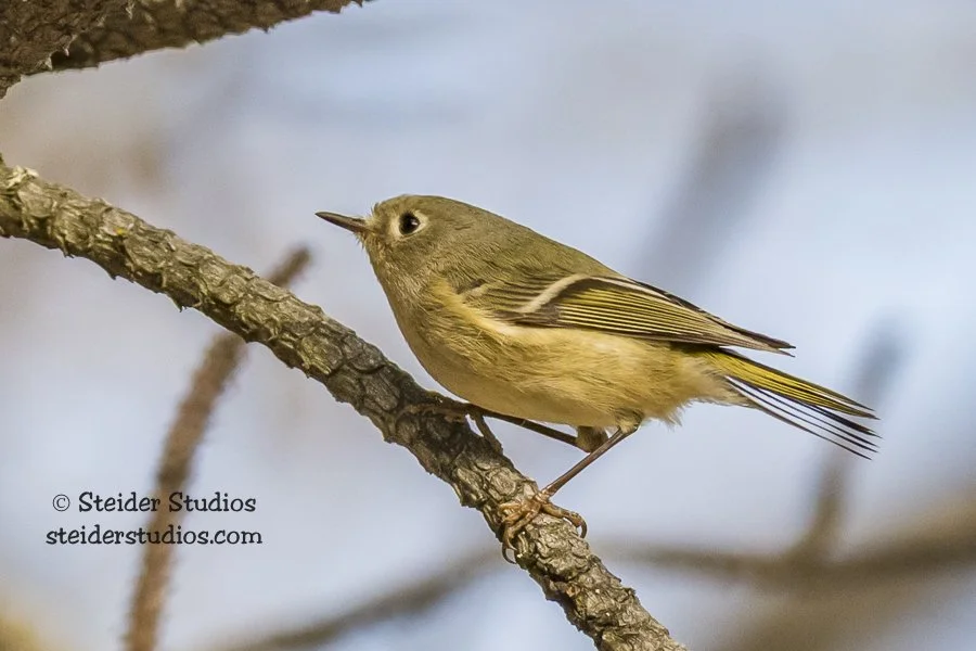 Steider Studios.Ruby-crowned Kinglet.RowLk.3.12.18.jpg