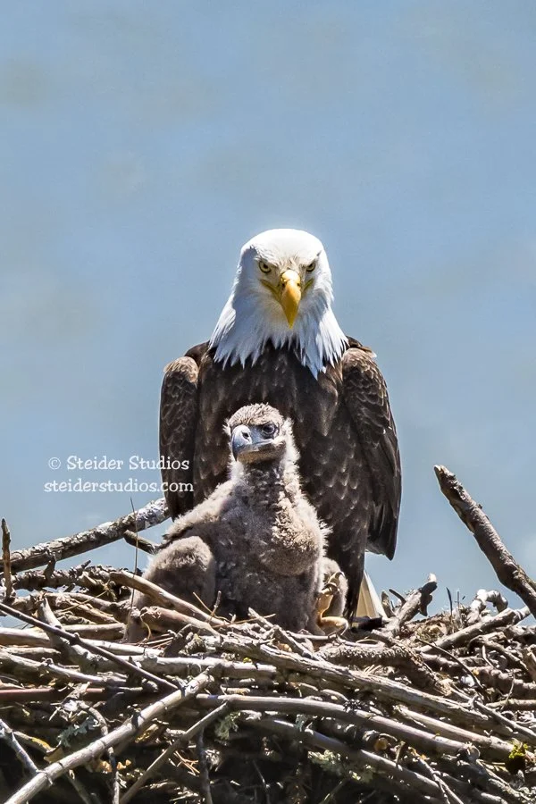 Steider Studios.Eagle with Eaglet.5.19.17.jpg