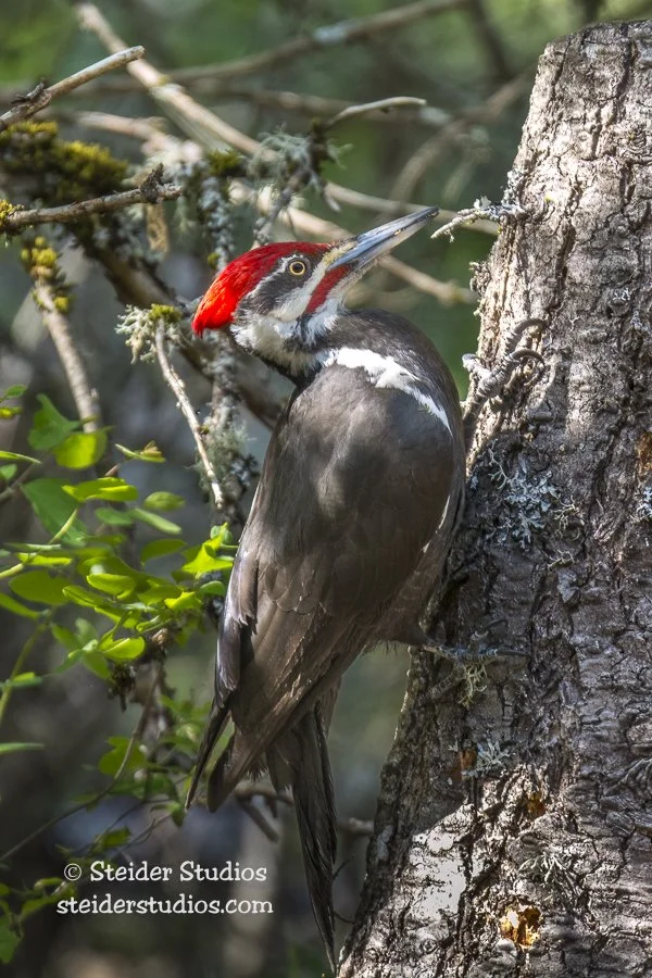 Steider Studios.Pileated Woodpecker.5.3.15-1.jpg