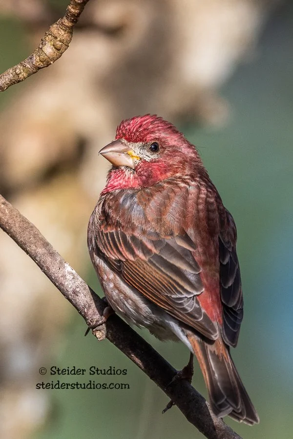 Steider Studios.Birds.4.26.20-3.jpg