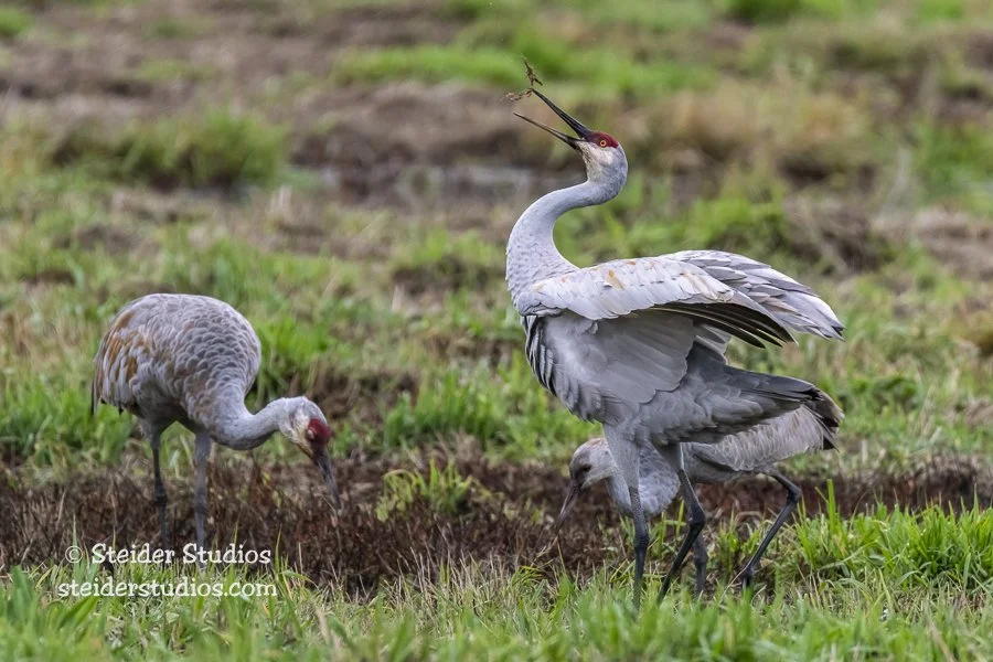 Steider Studios.Sandhill Crane.10.30.18-2.jpg