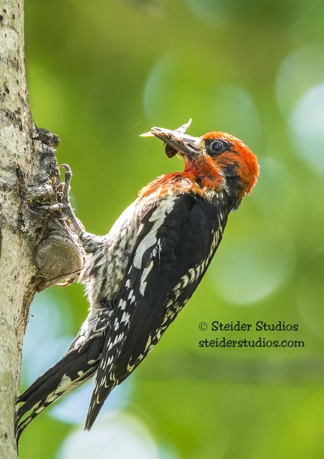 Steider Studios.Red-breasted Sapsucker.6.12.16.jpg