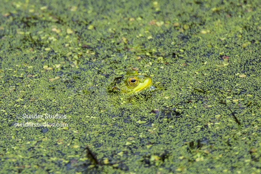 Steider Studios.Bullfrog.Ridgefield.7.15.16.jpg