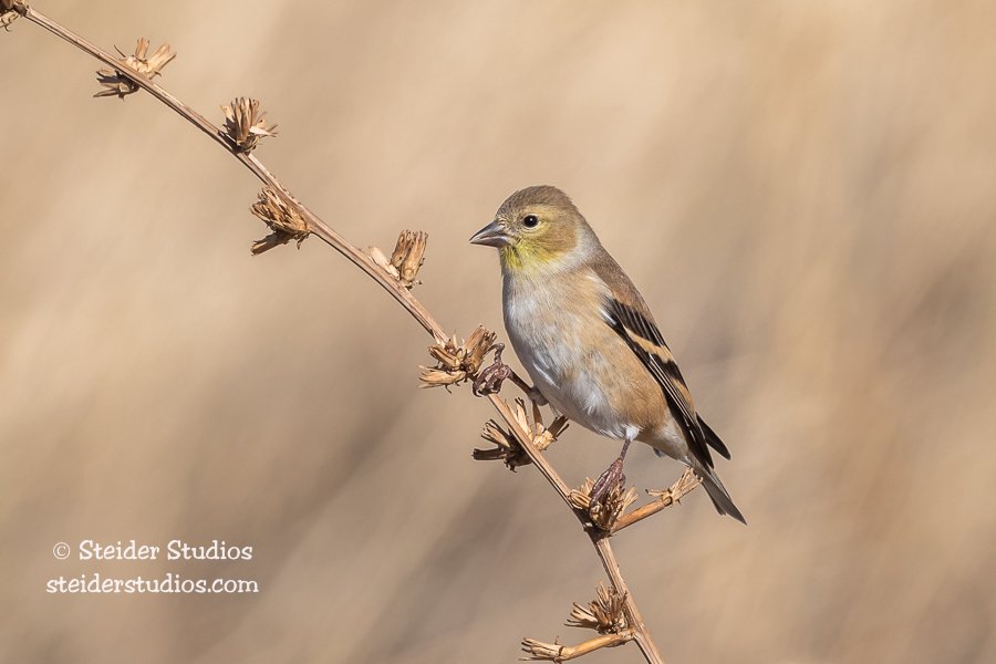 Steider Studios.Goldfinch.American.10.20.20-2.jpg
