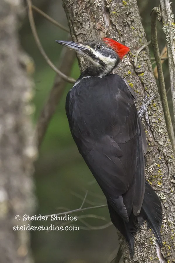 Steider Studios.Pileated Woodpecker.9.7.24.jpg