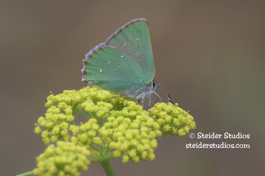 Steider Studios.Green Hairstreak.Conboy..5.5.26-2.jpg