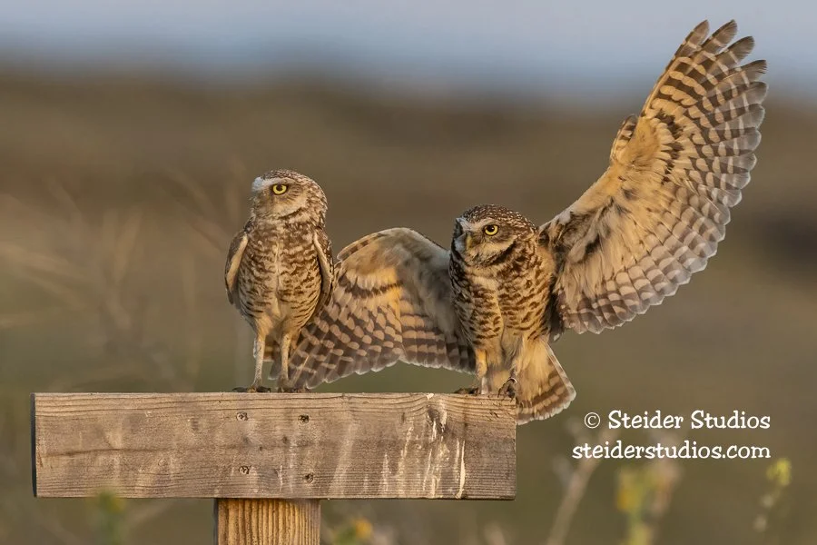 Burrowing Owl Pair