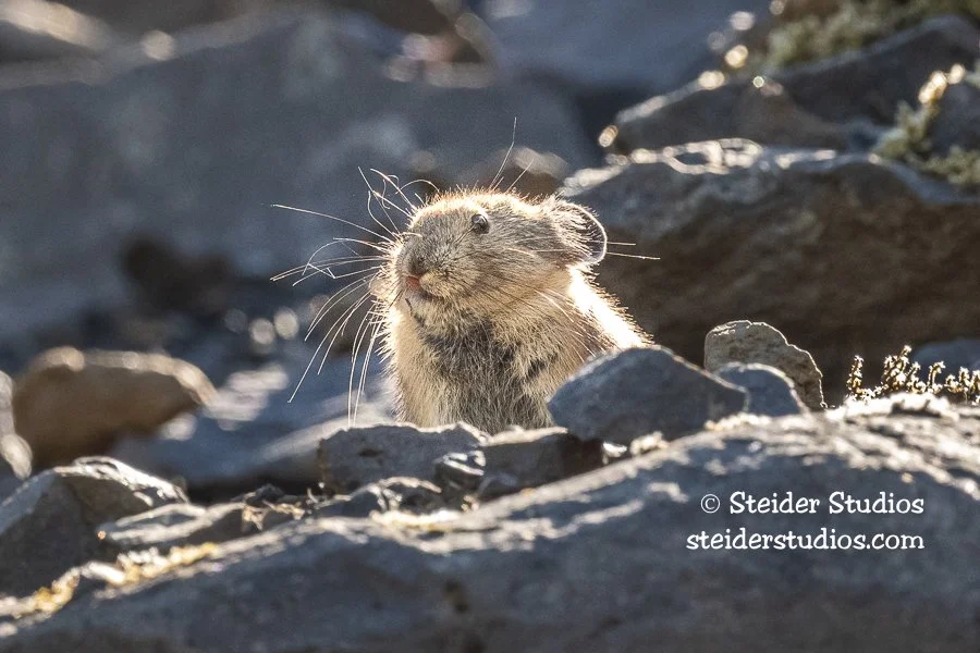 Steider Studios.Pika Licking his Lips.7.15.20.jpg