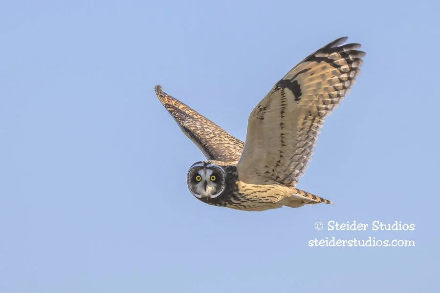Steider Studios.Short-eared Owl.9.8.25.jpg