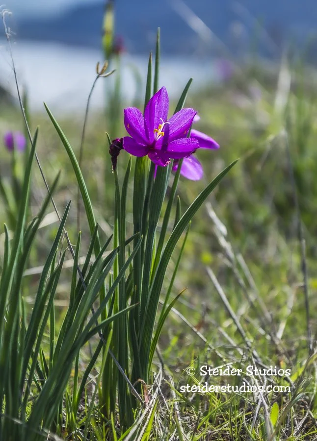Steider Studios.Wildflower.3.5.16.jpg