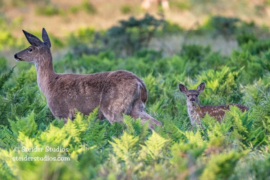 Steider Studios.Fawn.Doe.PtReyes.5.19.18.jpg