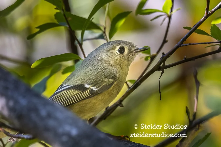 Steider Studios.Ruby-crowned Kinglet.Takh.10.7.20.jpg
