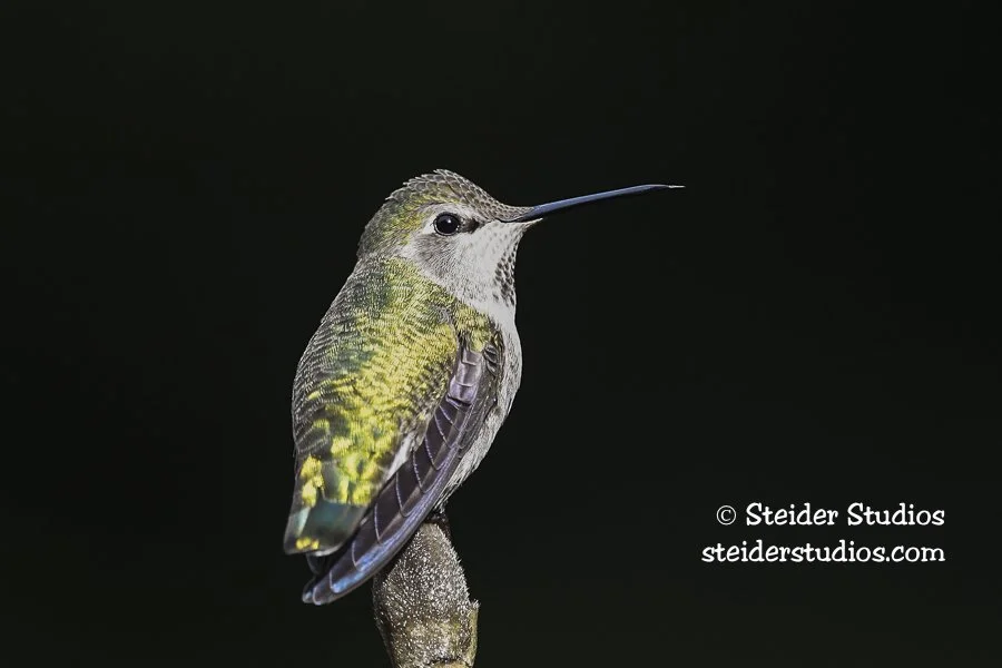 Steider Studios.Anna's Hummingbird.12.13.19.jpg