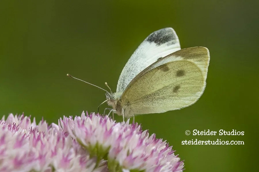 Steider Studios.Cabbage White on Sedum.9.11.22.jpg