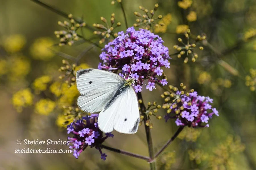 Steider Studios.Cabbage White Butterfly.9.12.12.jpg