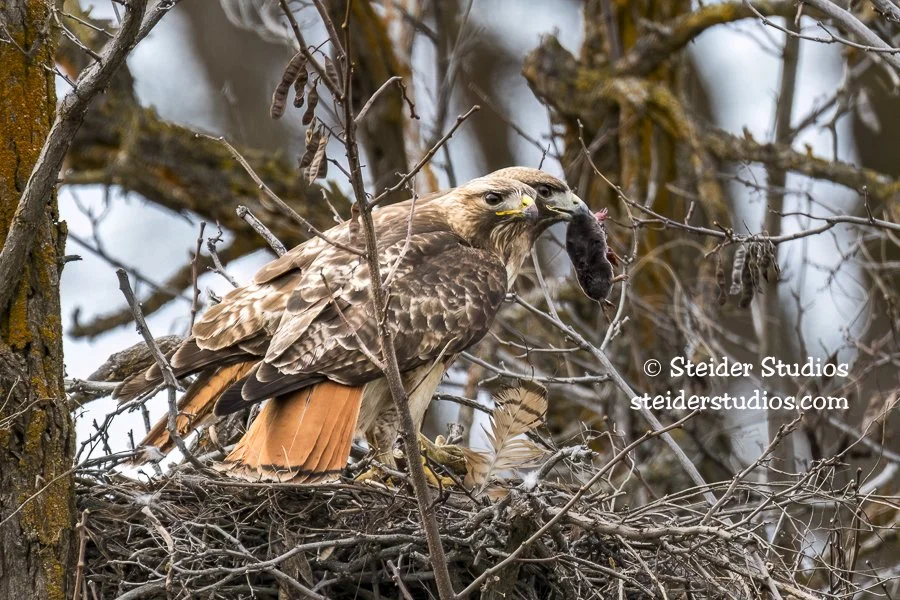 SteiderStudios.9.Hawk Pair.4.9.17.jpg