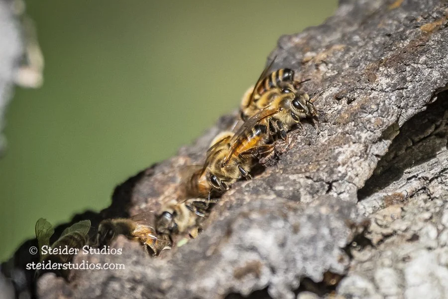 Honeybee Colony on Bark