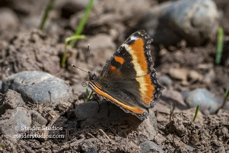 Steider Studios.Milbert's Tortoiseshell.4.18.19-3.jpg