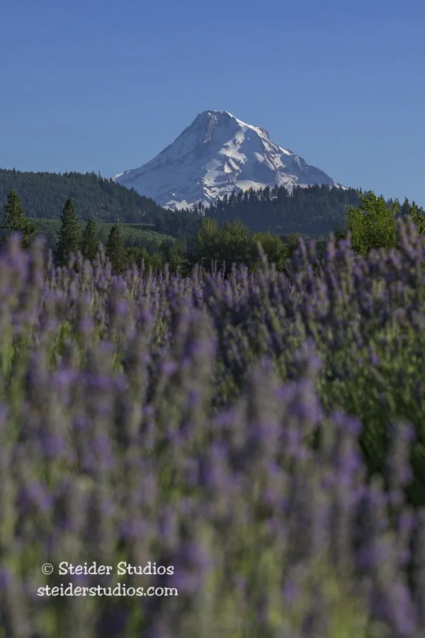 Steider Studios.Hope Ranch Lavender.7.7.24.jpg