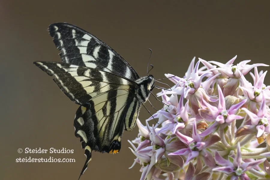 Steider Studios.Swallowtail Side View.7.3.23.jpg