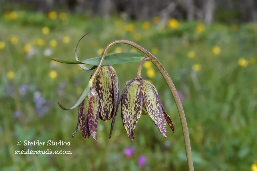 Steider Studios.Chocolate Lily Close Up.4.23.17.jpg