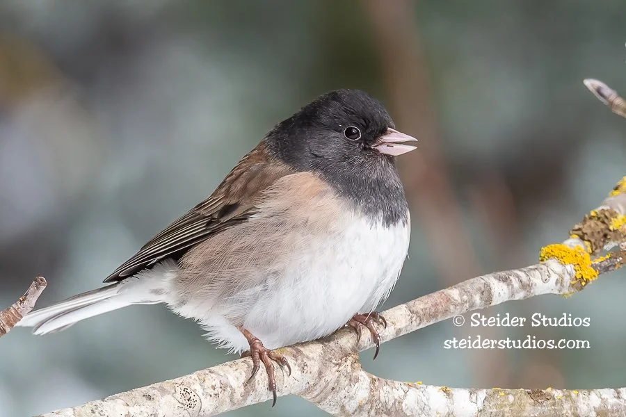 Steider Studios.Dark-eyed Junco.2.17.19.jpg