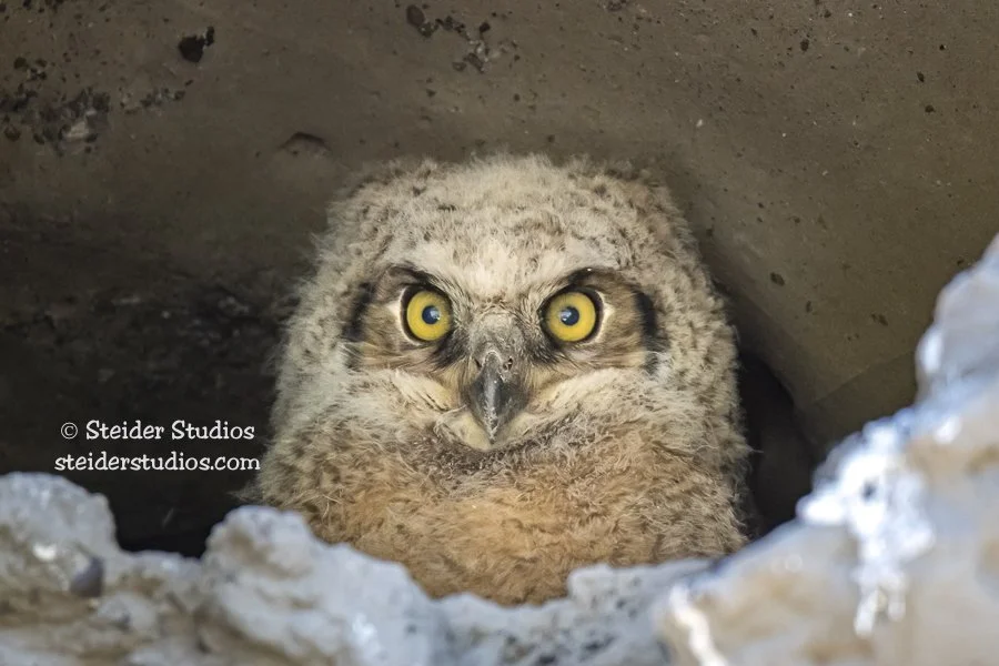Steider Studios.Great Horned Owlet.5.12.18-3.jpg