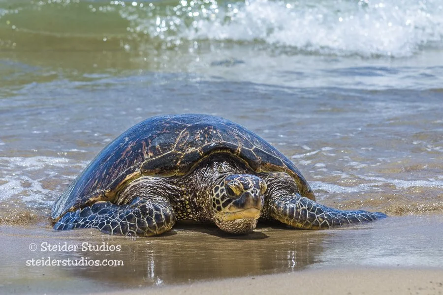 Loggerhead Sea Are Sea Turtles Amphibians Or Reptiles Are Sea