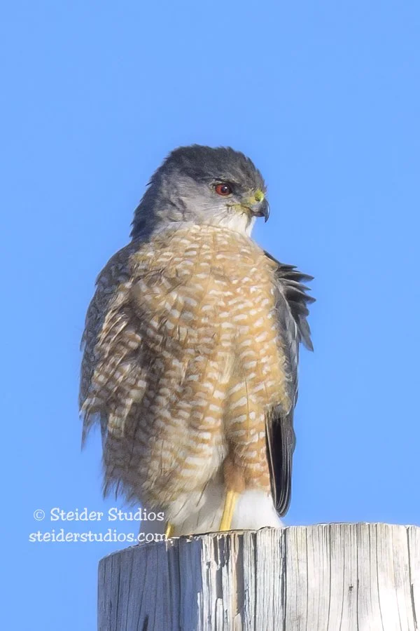Steider Studios.Cooper’s Hawk.2.8.23.jpg