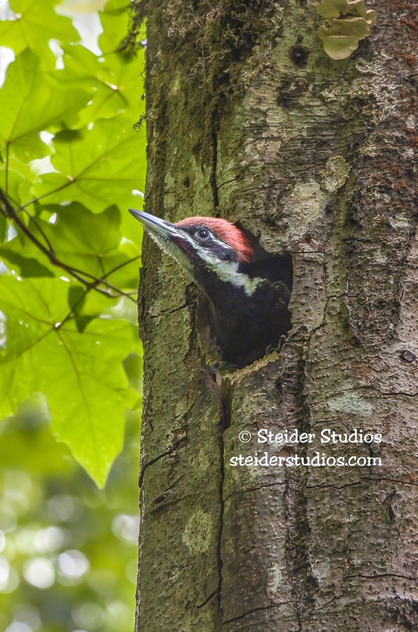 Steider Studios.Pileated Chick.5.27.14.jpg