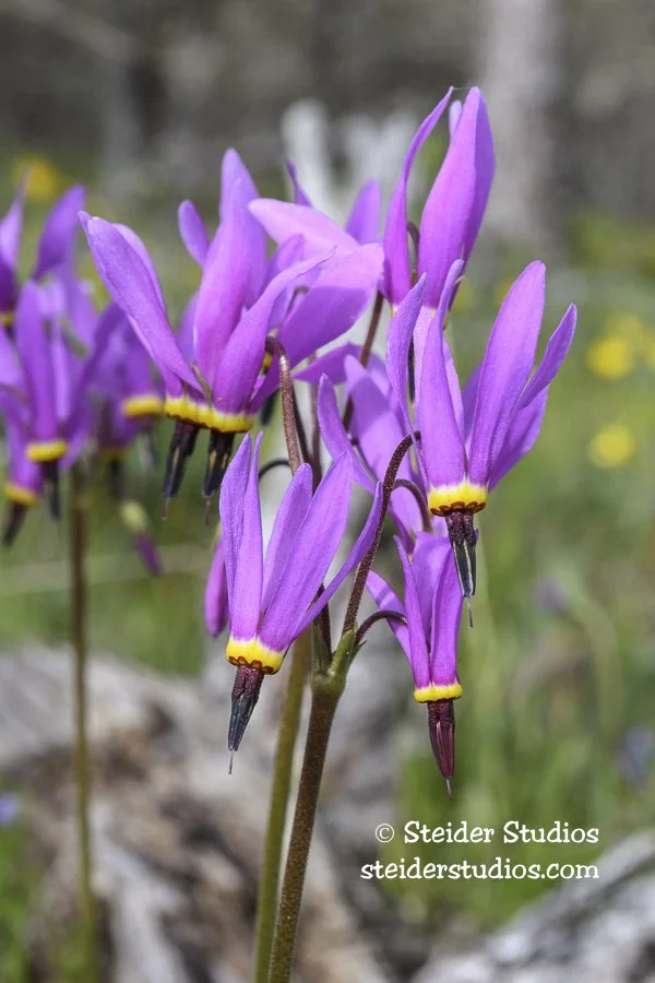 Steider Studios.Multiple Shooting Star.4.23.17.jpg
