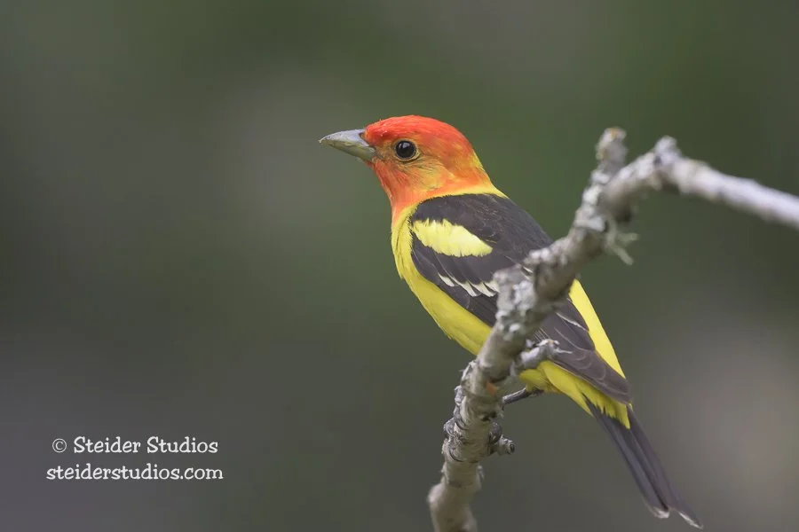Steider Studios.Western Tanager.6.1.26.jpg