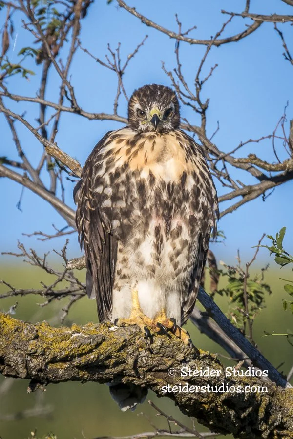 Steider Studios.RTHA.Fulton Cyn.6.22.17.jpg