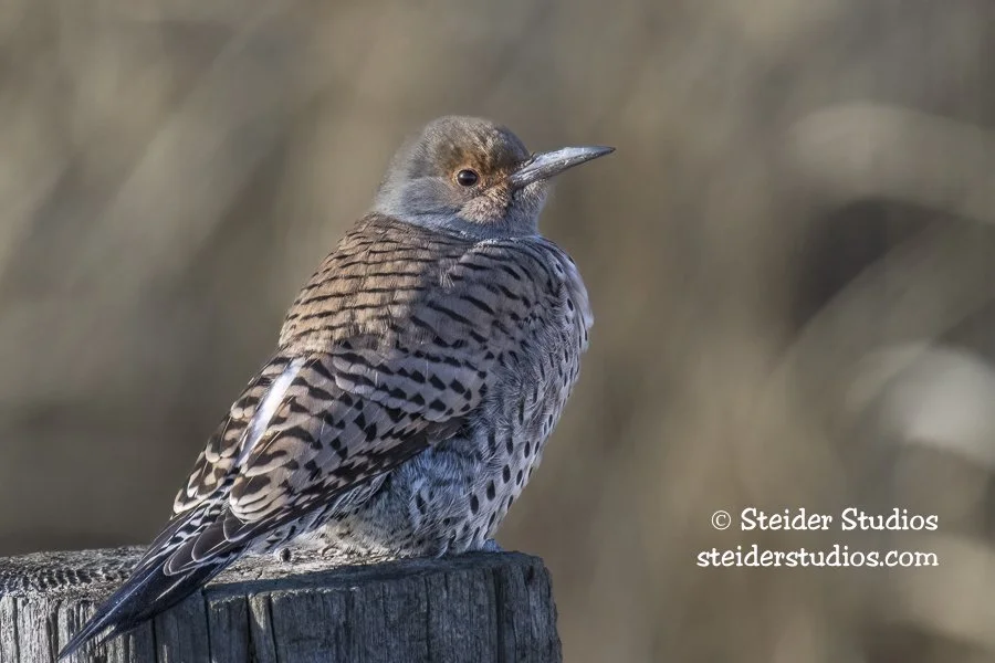 Steider Studios.Flicker.HiPr.12.17.22.jpg