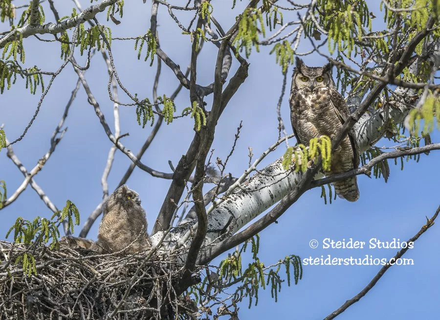 Steider Studios.Owl Family.4.6.15.jpg