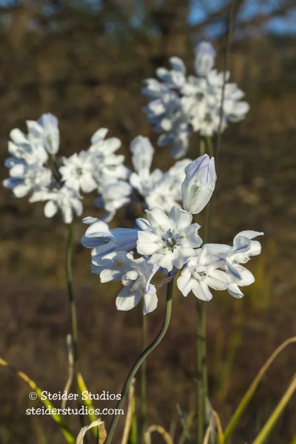 Steider Studios.Bi-cluster Lily.4.17.16.jpg