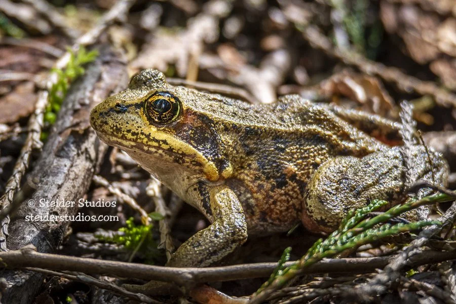 Steider Studios.Frog.Rhododendron.4.18.15.jpg