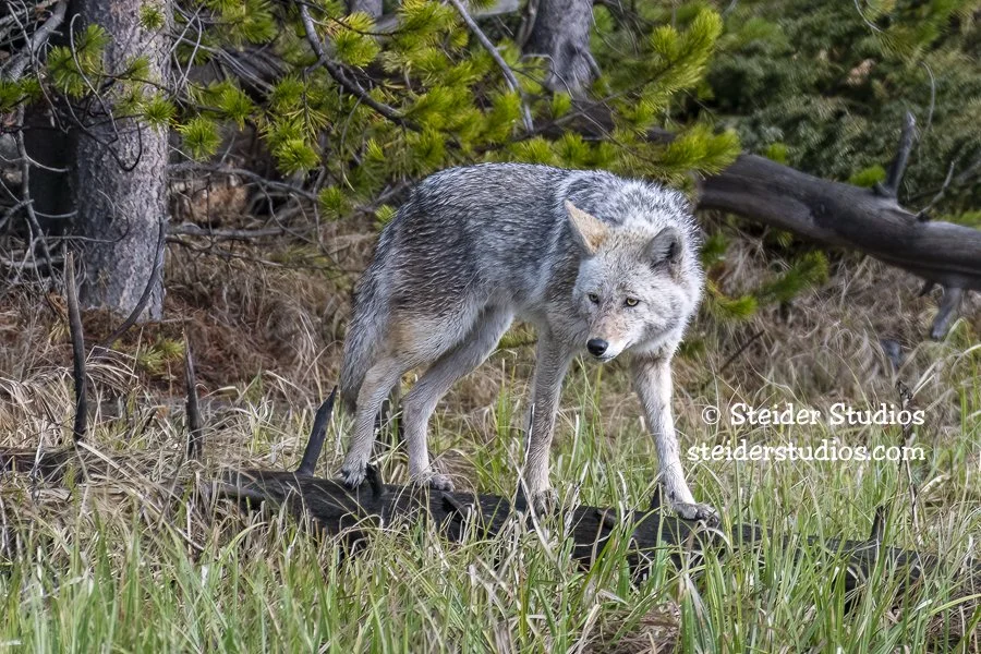 Steider Studios.Coyote.5.19.19.jpg