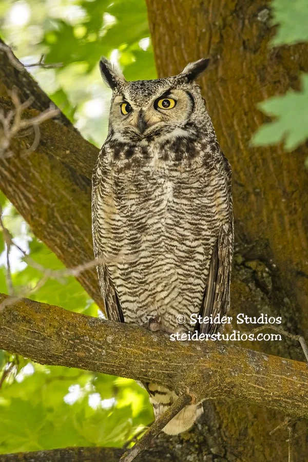 Steider Studios.Great Horned Owl.6.10.19.jpg