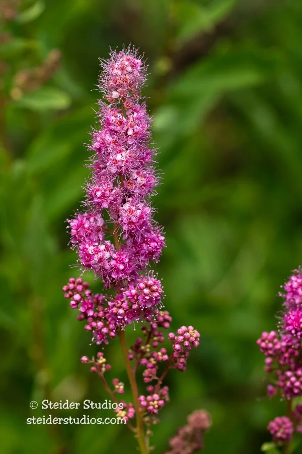 Steider Studios.Western Spirea.6.20.19.jpg