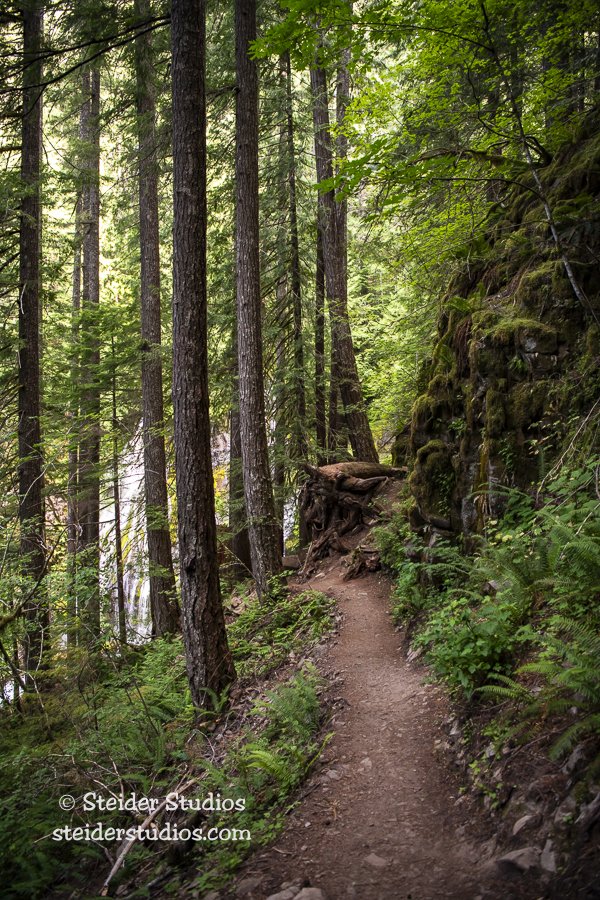 Steider Studios.Trail to Panther Creek Falls.7.13.22-2.jpg