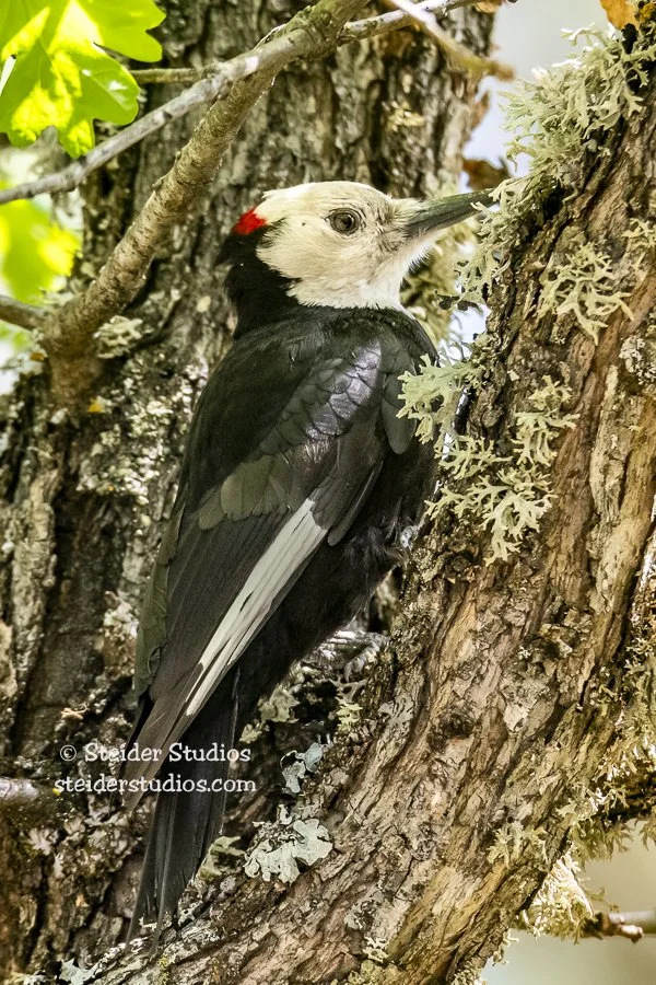 Steider Studios.White-headed Woodpecker.5.13.18-2.jpg