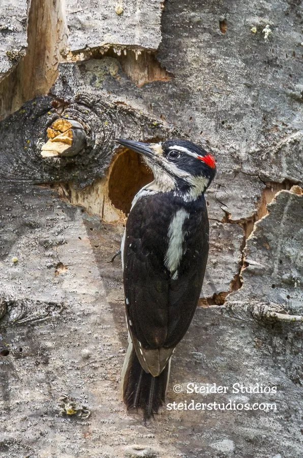 Steider Studios.Hairy Woodpecker at Nest.Lyle.5.24.14.jpg