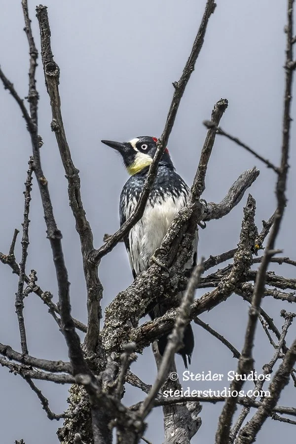 Steider Studios.Acorn.Klick.W.A.6.15.22.jpg