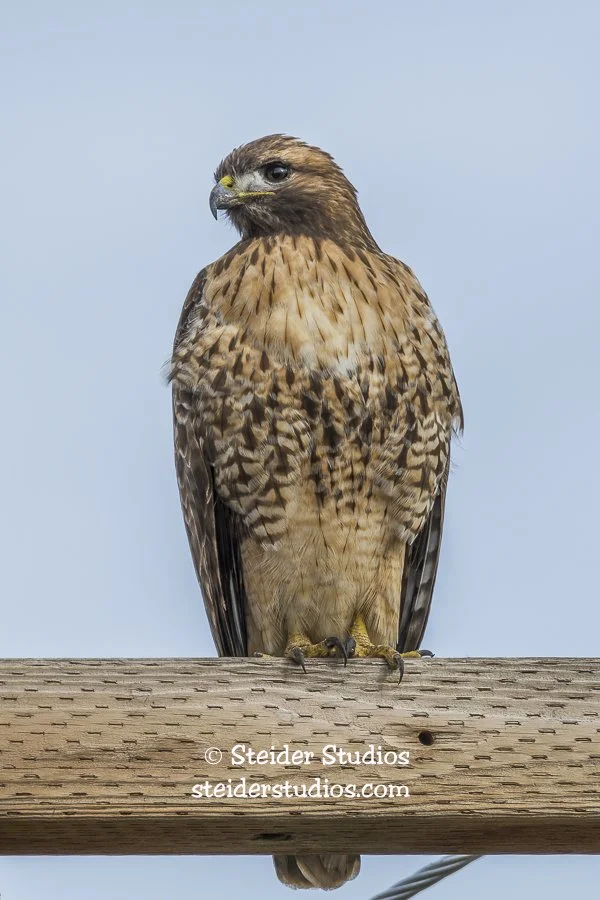 Steider Studios.Red-tailed Hawk.2.16.16.jpg