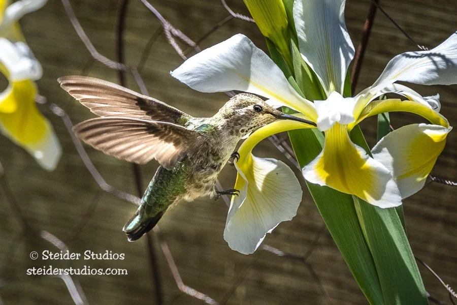 Steider Studios.Hummingbird.7.8.19-2.jpg