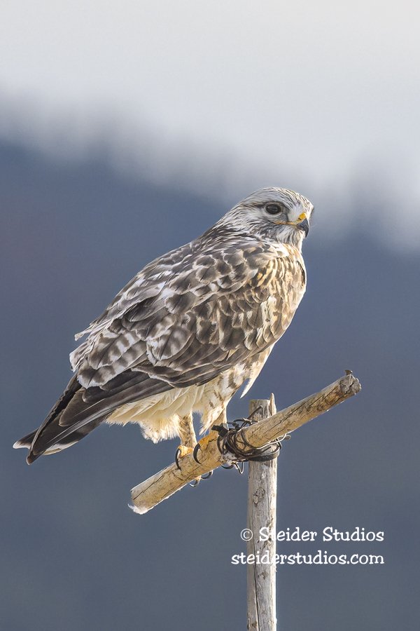 SteiderStudios.Rough-legged Hawk.2.16.23.jpg