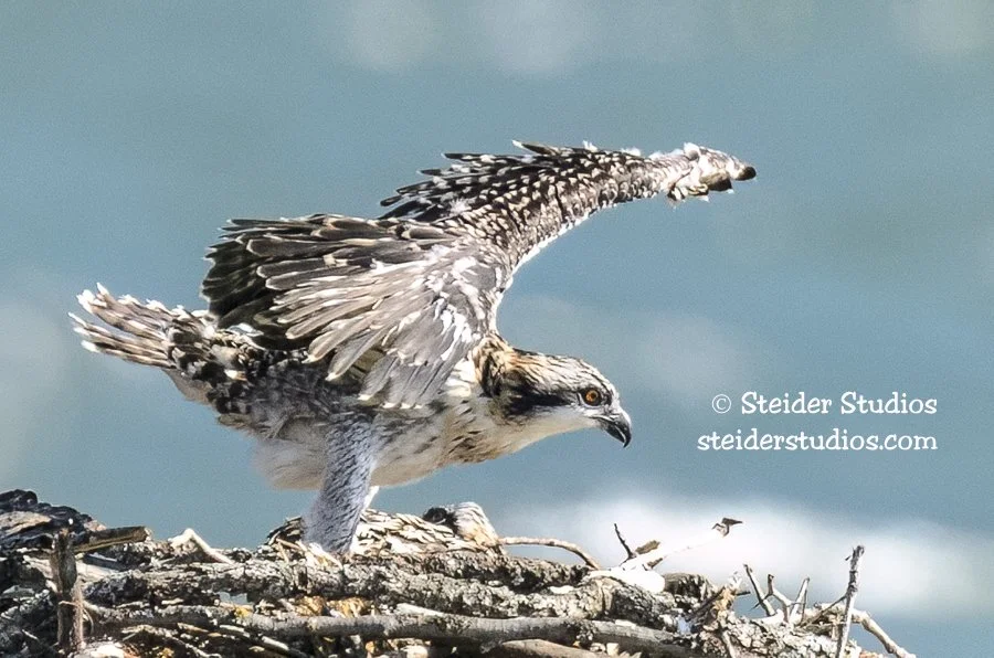 Steider Studios.Osprey Chick.7.18.14.jpg